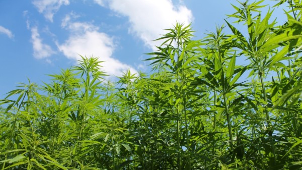 Cannabispflanzen unter einem freien Himmel